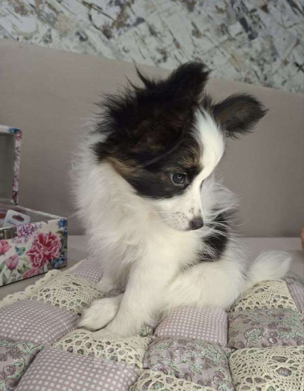 Собаки в Рыбинске: Девочка Папийона, Триколор Девочка, 35 000 руб. - фото 1