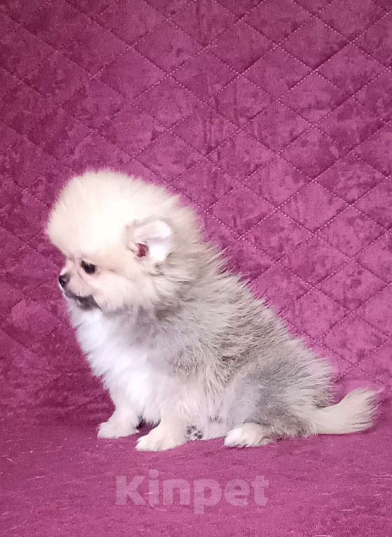 Собаки в Москве: Кукольный микро мальчик Мальчик, 30 000 руб. - фото 2