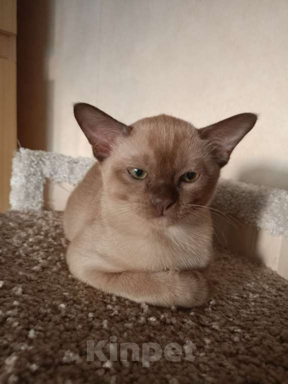 Кошки в Санкт-Петербурге: Бурманский котенок Рафаэль Мальчик, 40 000 руб. - фото 5