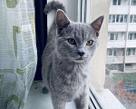 Кошки в Малмыже: Котёнок, 2 500 руб. - фото 4