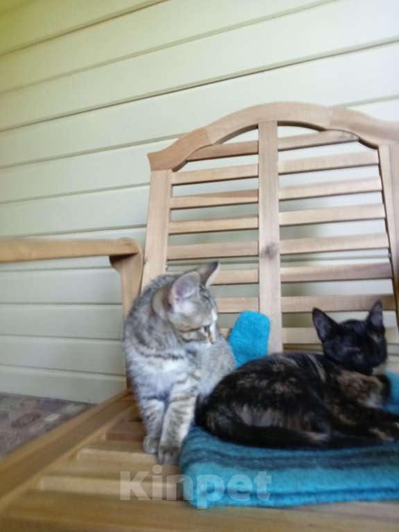 Кошки в Одинцово: Котята в добрые руки Девочка, 1 руб. - фото 9