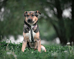 Собаки в Москве: Черешня, 4 года Девочка, Бесплатно - фото 10