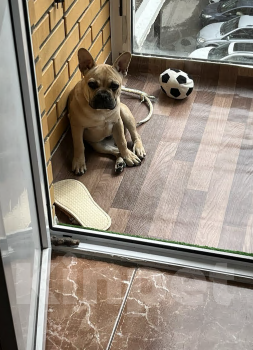 Собаки в Люберцах: Отдам в добрые руки самого дорогого на свете мальчика Мальчик, Бесплатно - фото 3