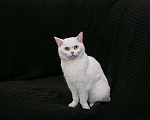 Кошки в Москве: Ласковая красавица Ума в добрые руки! Девочка, Бесплатно - фото 3