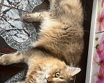 Кошки в Екатеринбурге: Котик Карл Мальчик, Бесплатно - фото 7