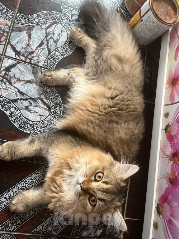 Кошки в Екатеринбурге: Котик Карл Мальчик, Бесплатно - фото 7