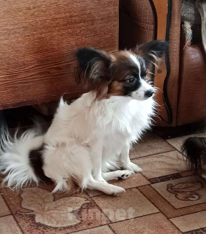 Собаки в Москве: Континентальный той-спаниель папильон, щенок Разнополые, 30 000 руб. - фото 4