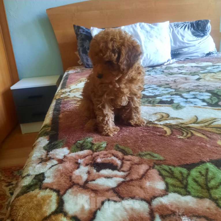 Собаки в Люберцах: Щенки той пудель Девочка, 150 000 руб. - фото 3