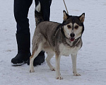 Собаки в Красногорске: Мама Кира Девочка, Бесплатно - фото 2