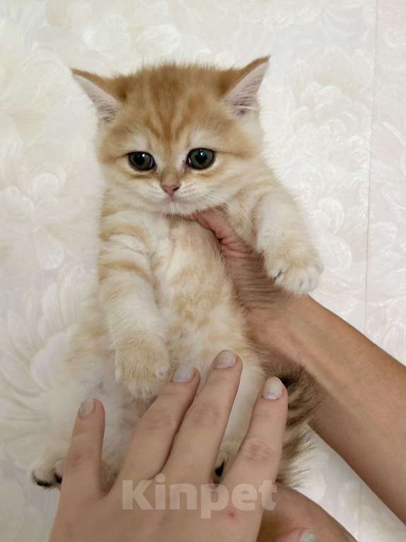 Кошки в Москве: Котик золотая шиншилла  Мальчик, 25 000 руб. - фото 2