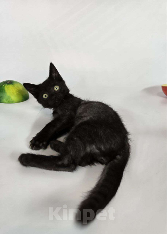 Кошки в Москве: Маленький бандит окраса черный дым ищет семью Мальчик, Бесплатно - фото 2