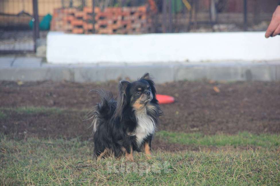 Собаки в Саратове: Индиго Мальчик, 15 000 руб. - фото 3