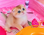 Кошки в Красноярске: Шотландский вислоухий короткошёрстный котёнок Разнополые, 35 000 руб. - фото 6