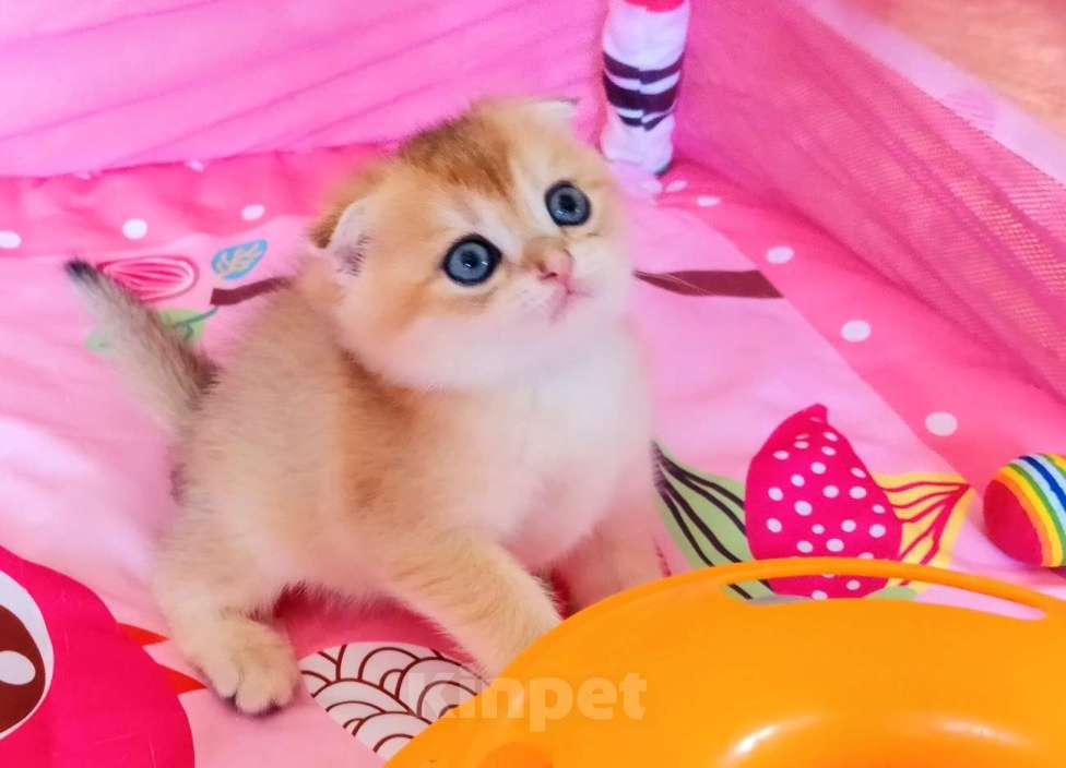 Кошки в Красноярске: Шотландский вислоухий короткошёрстный котёнок Разнополые, 35 000 руб. - фото 6
