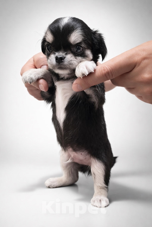 Собаки в других городах Московской области: Щенок чихуахуа Мальчик, 75 000 руб. - фото 9