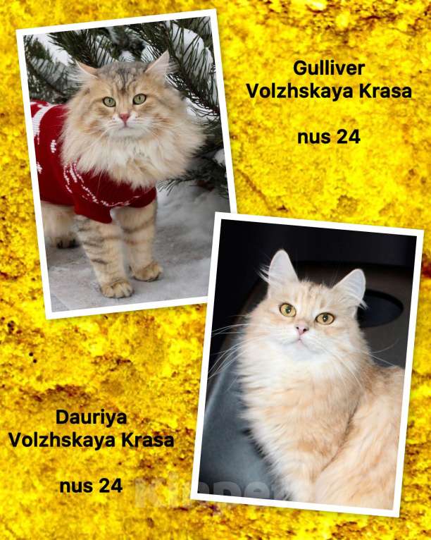 Кошки в Тюмени: Сибирский котёнок Мальчик, 15 000 руб. - фото 10