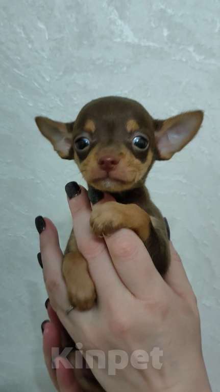 Собаки в Москве: Детка тоя Девочка, 50 000 руб. - фото 1