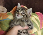 Кошки в Томске: Котёнок в добрые руки Девочка, Бесплатно - фото 3