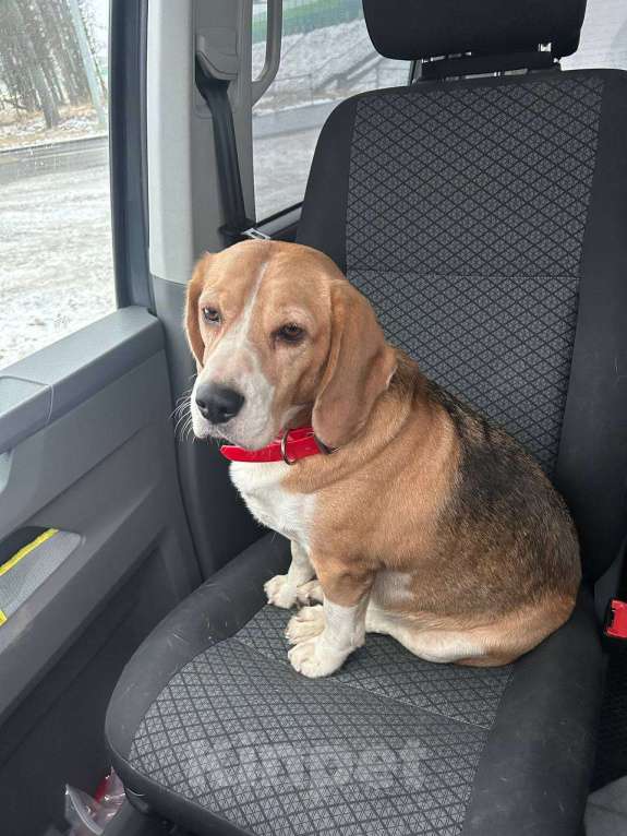 Собаки в Одинцово: Найдена собака!  Девочка, Бесплатно - фото 3