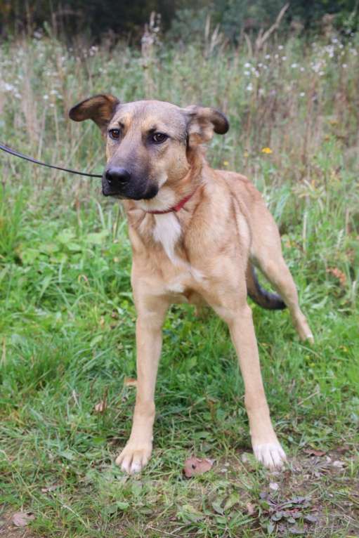 Собаки в Москве: Яся Девочка, Бесплатно - фото 6