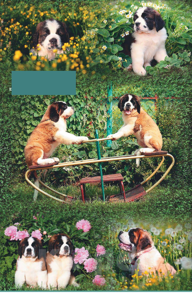 Собаки в Костроме: Щенки СЕНБЕРНАРА (Великан, Компаньон, Няня, Строж) Мальчик, Бесплатно - фото 9