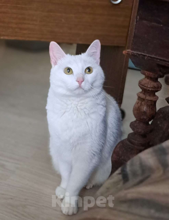 Кошки в Москве: Белоснежная Вита мечтает о доме Девочка, Бесплатно - фото 1