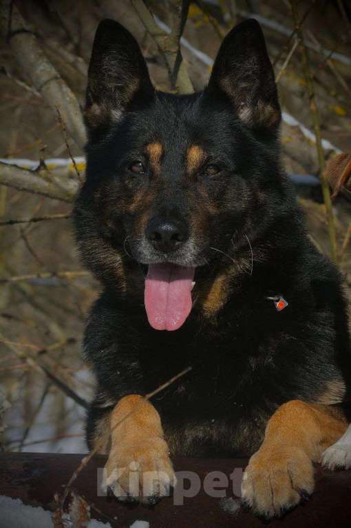 Собаки в Армавире: Щенок немецкой овчарки рабочего разведения  Мальчик, 25 000 руб. - фото 8