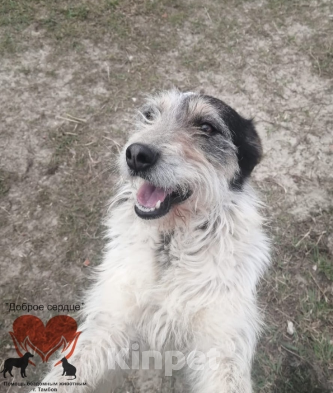 Собаки в Тамбове: Липисинка  Девочка, Бесплатно - фото 3