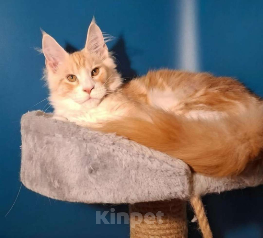 Кошки в Геленджике: Продаётся котёнок мейн-кун, мальчик, яркий рыжий окрас d 03 22, из питомника EdenLight (Геленджик) Мальчик, 45 000 руб. - фото 2
