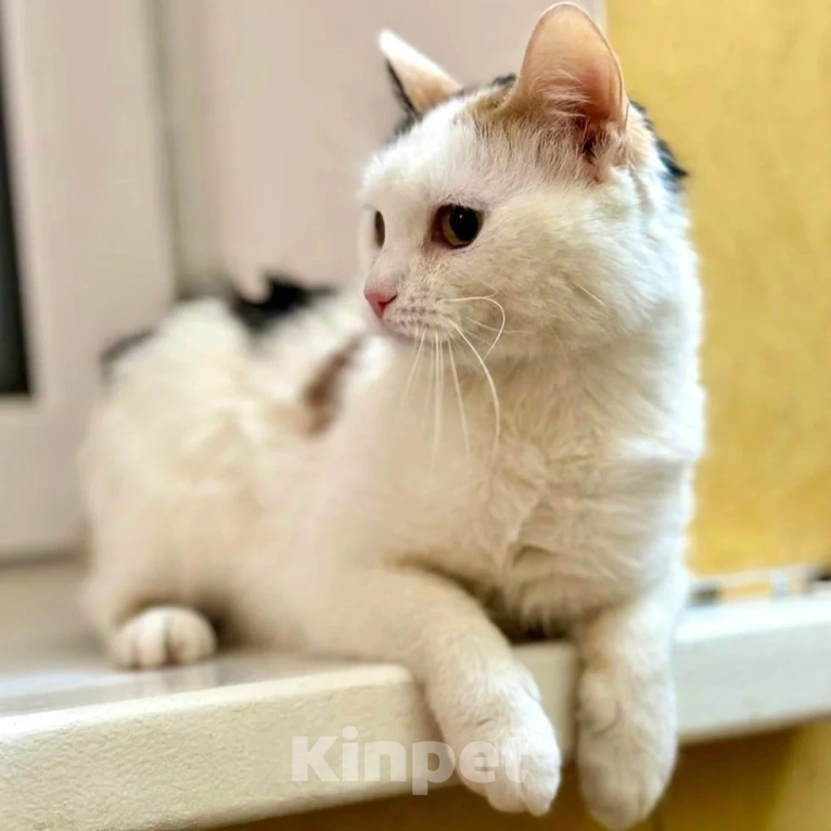 Кошки в Москве: Маленькая кошечка хочет стать домашней  Девочка, Бесплатно - фото 5