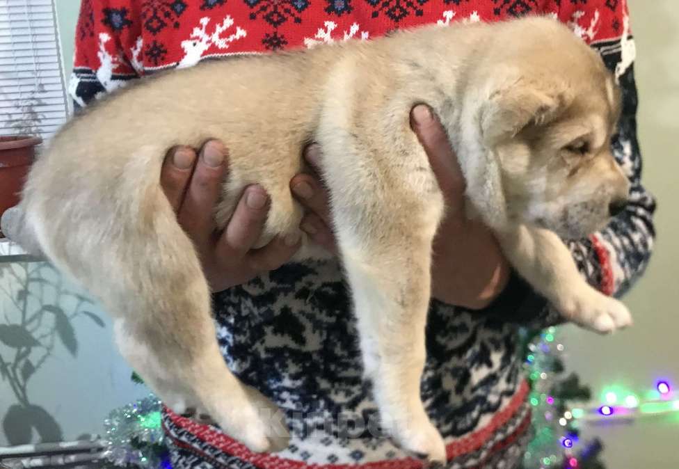Собаки в других городах Пензенской области: Среднеазиатская овчарка, щенок Мальчик, 20 000 руб. - фото 3