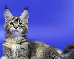 Кошки в Москве: Котенок мейн кун Девочка, Бесплатно - фото 7
