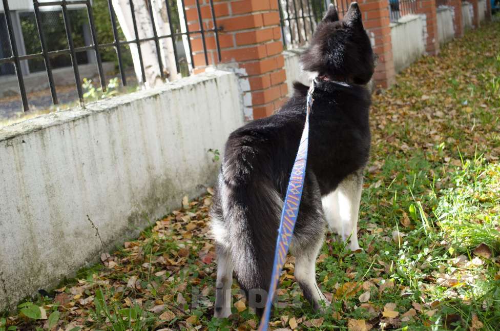 Собаки в Екатеринбурге: Щенки сибирской хаски РКФ Девочка, 45 000 руб. - фото 10