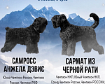 Собаки в Ярославле: ЩЕНКИ Русского Черного терьера Мальчик, 50 000 руб. - фото 1