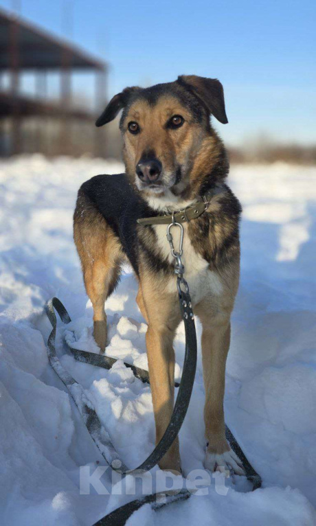 Собаки в Королеве: Знакомьтесь, Линч! Мальчик, Бесплатно - фото 4