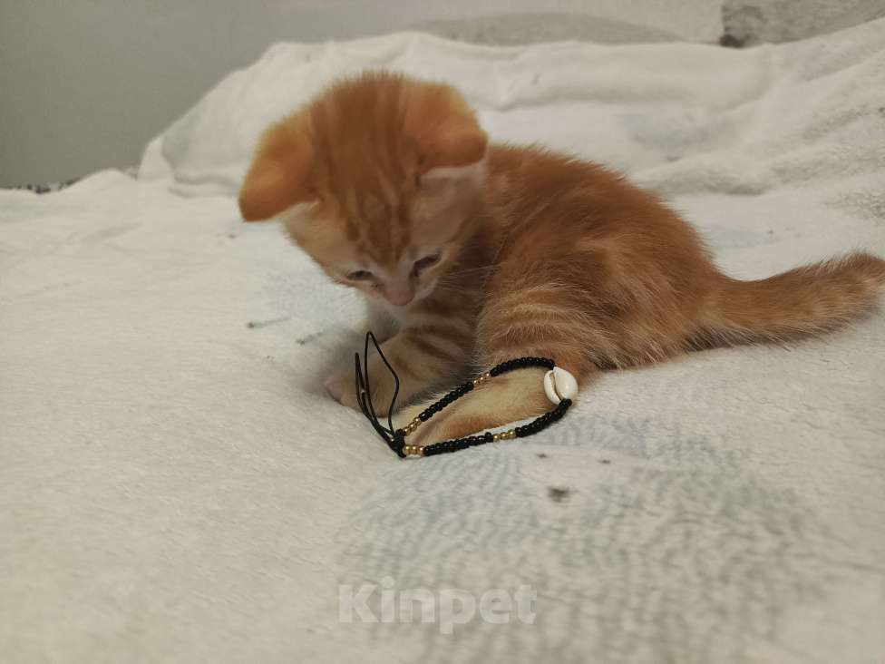 Кошки в Новосибирске: Кошечки и котики Мальчик, Бесплатно - фото 8