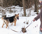 Собаки в Москве: Дакота Девочка, Бесплатно - фото 4