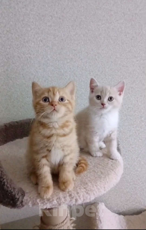 Кошки в Мурманске: Британский котенок маленький Гарфилд Мальчик, 20 000 руб. - фото 2