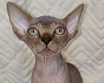 Кошки в Москве: Харизматичная девочка канадского сфинкса.  Девочка, 38 000 руб. - фото 2