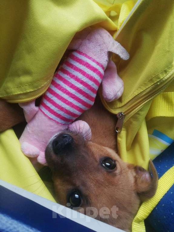 Собаки в Котельнике: Щенок с сво Мальчик, Бесплатно - фото 2