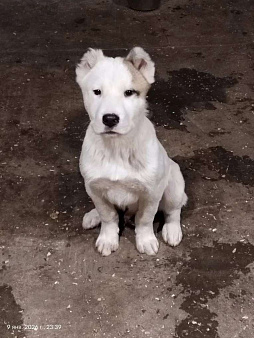 Щенки Алабая