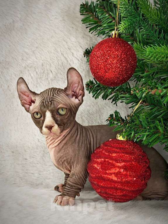 Кошки в Екатеринбурге: Канадский сфинкс котенок двэльф  Мальчик, 90 000 руб. - фото 1