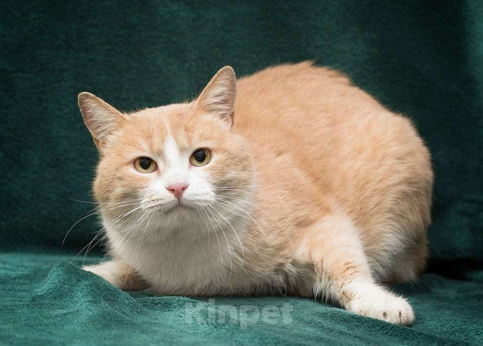 Кошки в Москве: Кругленький и сладкий рыжик Сникерс в поисках своей семьи! Мальчик, Бесплатно - фото 2