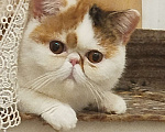Кошки в Новосибирске: Экзотическая короткошерстная кошка Девочка, 35 000 руб. - фото 3