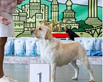 Собаки в Саратове: Щенки лабрадора-ретривера Девочка, 30 000 руб. - фото 7