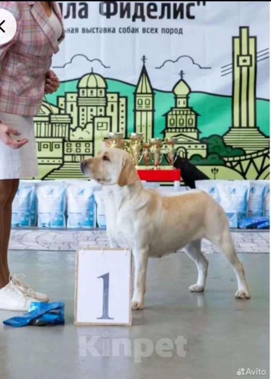 Собаки в Саратове: Щенки лабрадора-ретривера Девочка, 30 000 руб. - фото 7