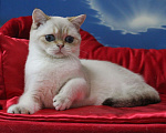 Кошки в Клине: Котик с синими глазами Мальчик, 25 000 руб. - фото 5