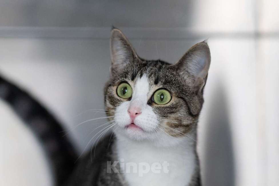 Кошки в Москве: Верочка Девочка, Бесплатно - фото 3