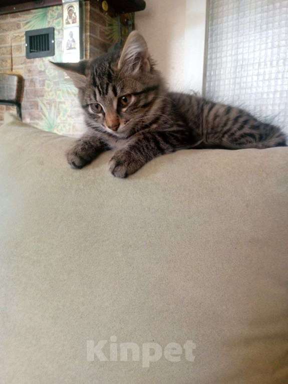 Кошки в Красноярске: Кошечка ищет добрых хозяев Девочка, Бесплатно - фото 6