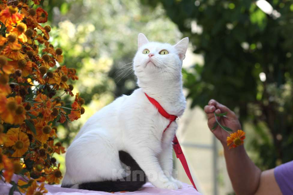 Кошки в Москве: Белоснежная кошечка в добрые руки  Девочка, Бесплатно - фото 9